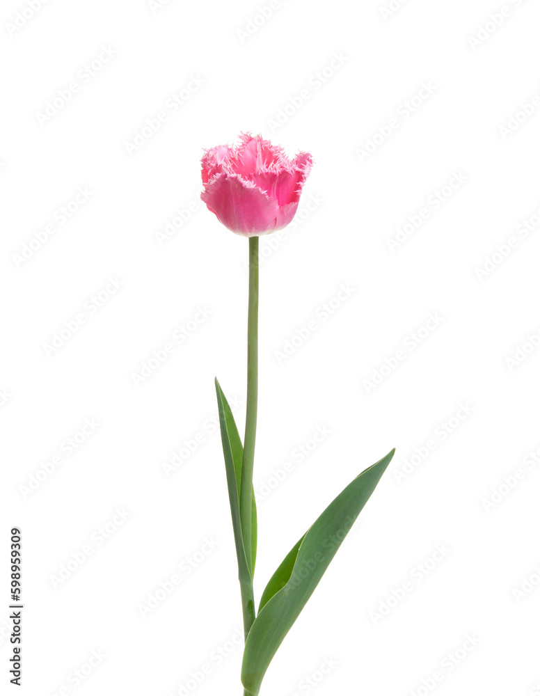 Tulip flower isolated on white