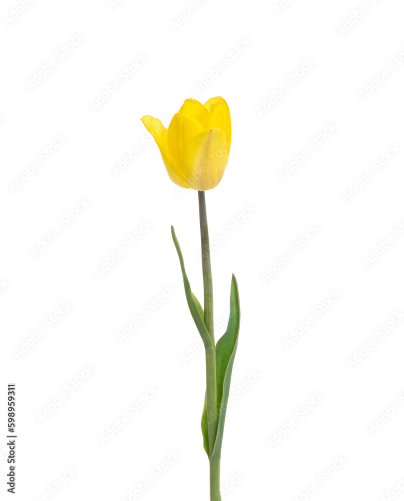 Tulip flower isolated on white