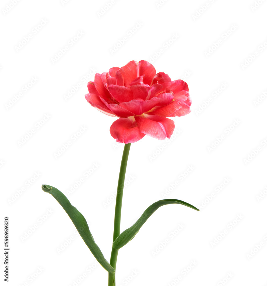 Tulip flower isolated on white