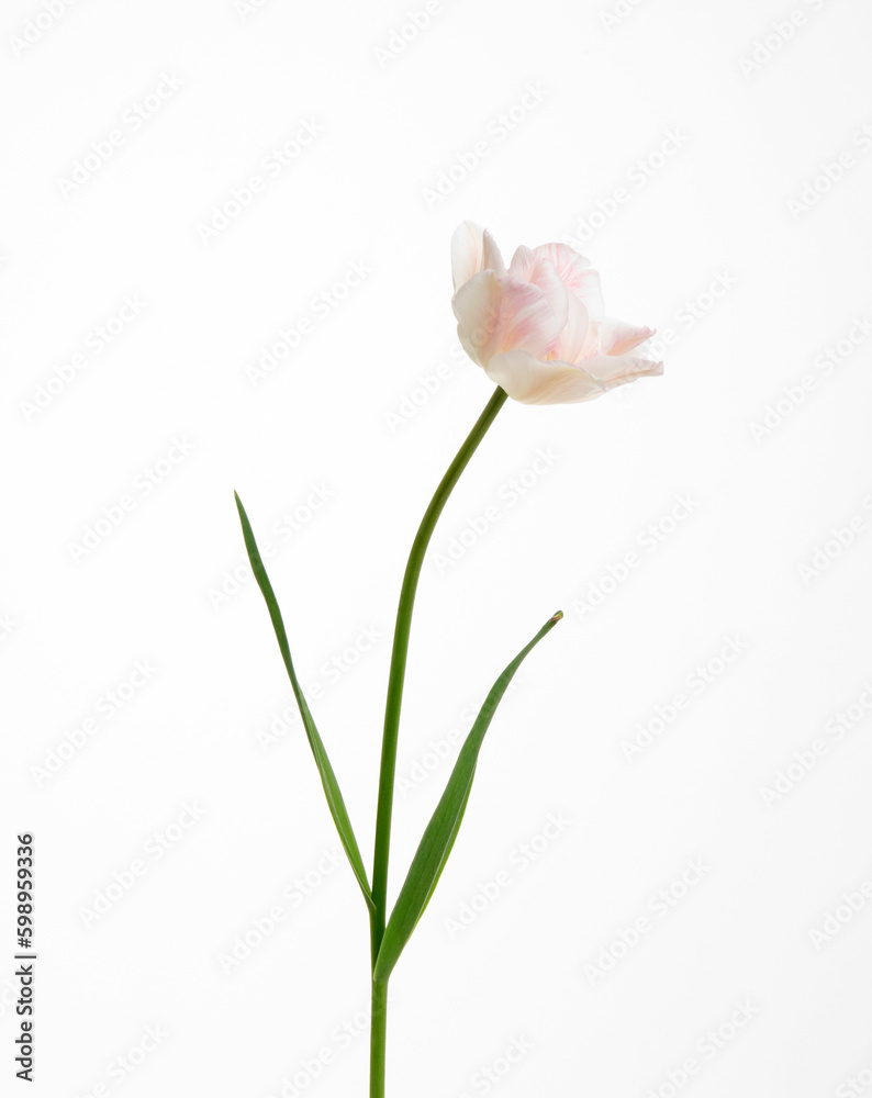 Tulip flower isolated on white