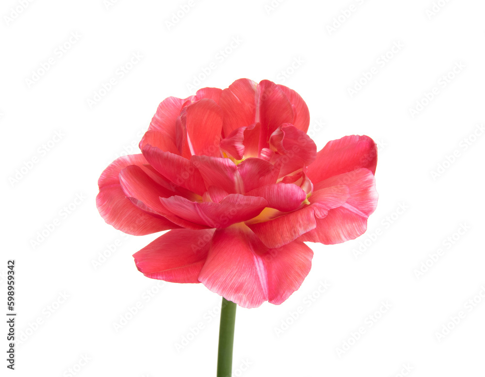 Tulip flower isolated on white