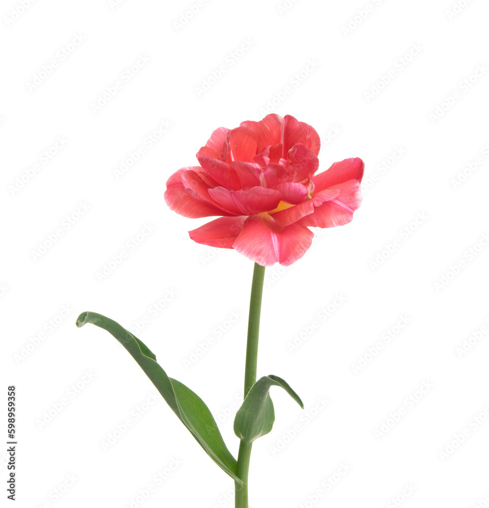 Tulip flower isolated on white