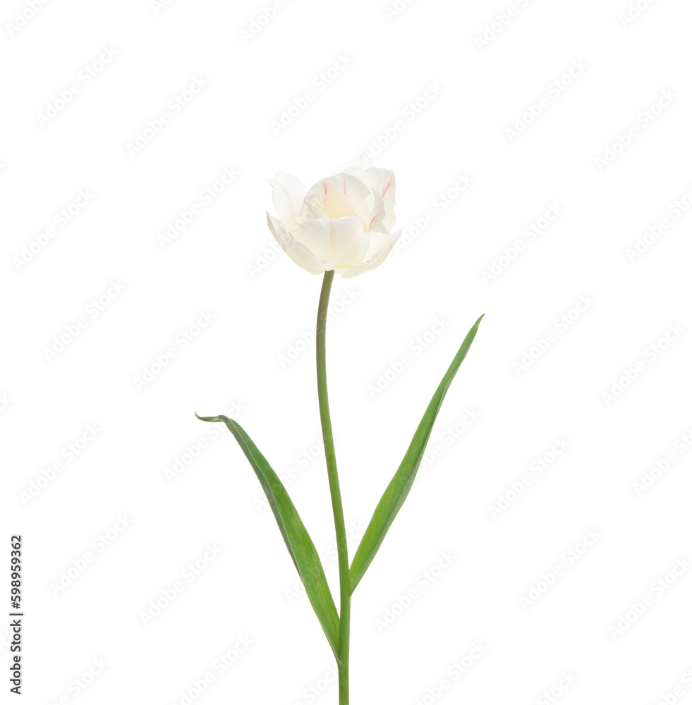 Tulip flower isolated on white