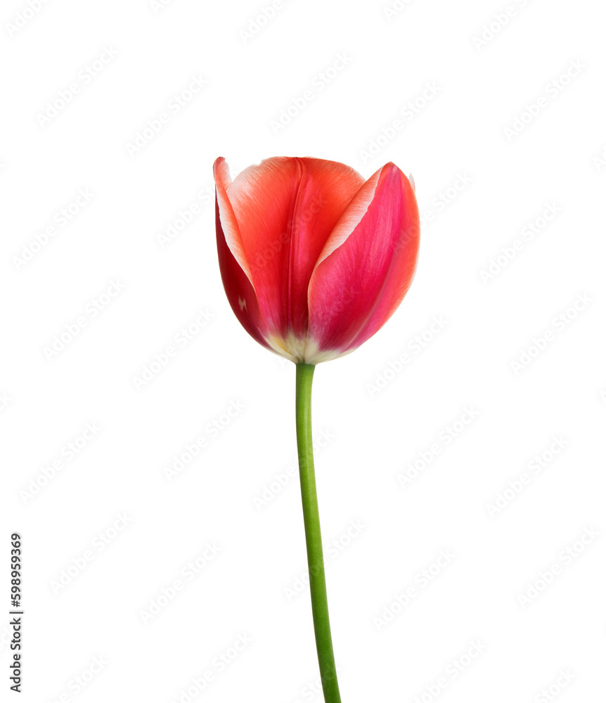 Tulip flower isolated on white