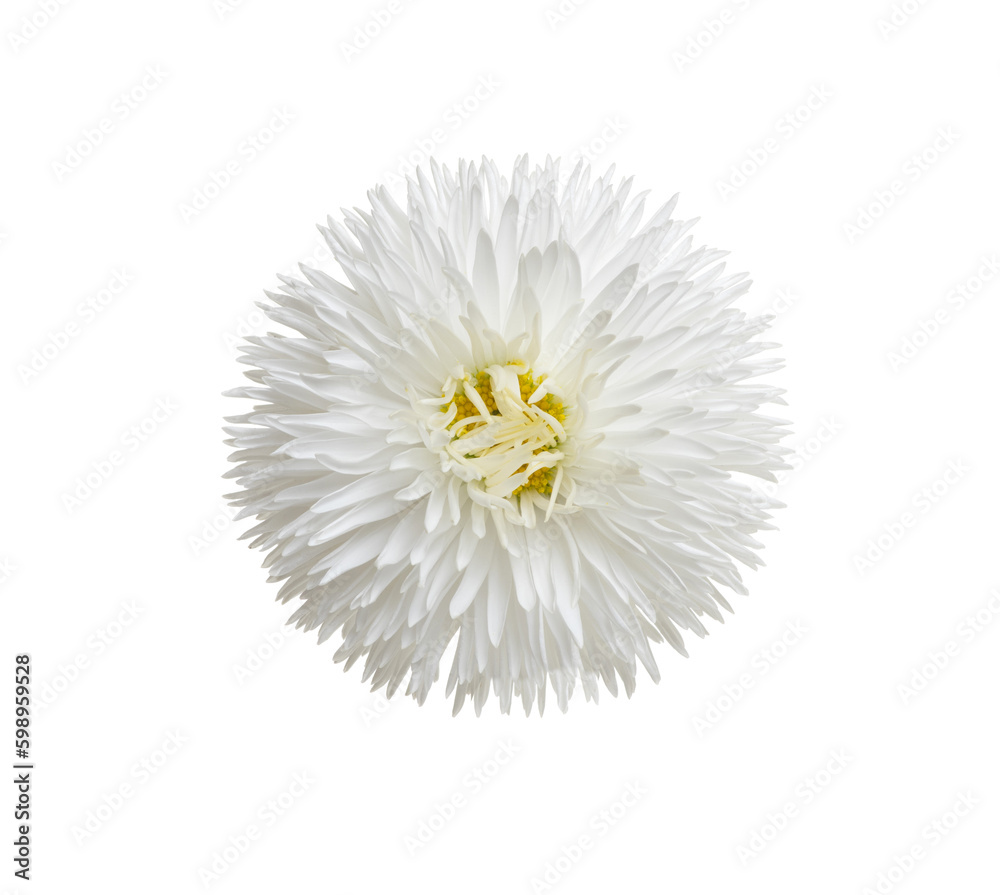 Chamomile or camomile isolated on white