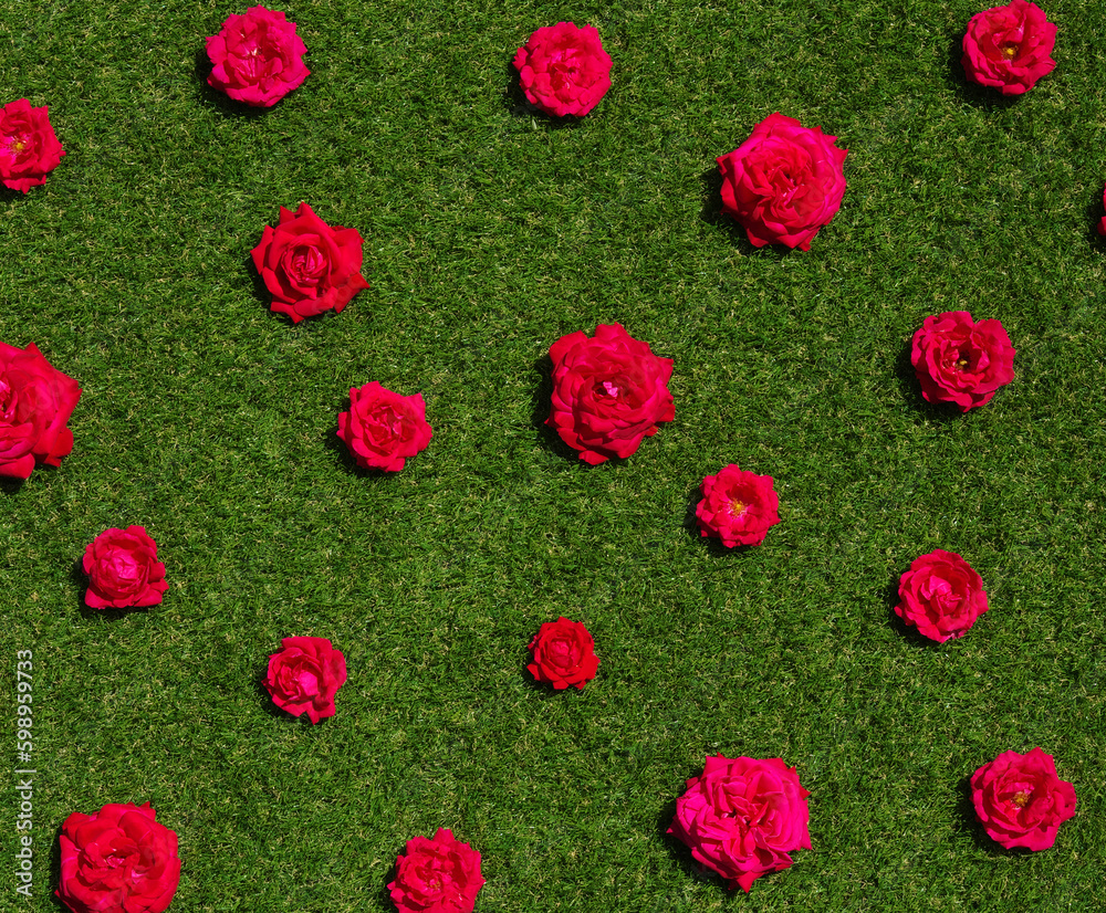 Roses flowers on green grass background.