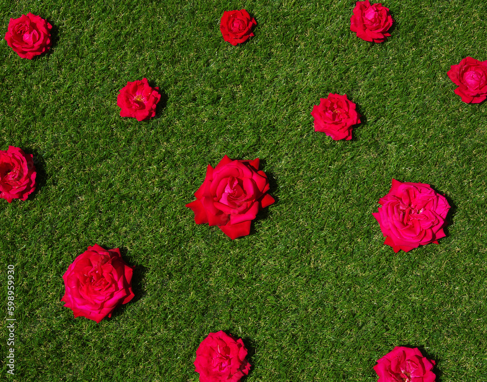 Roses flowers on green grass background.