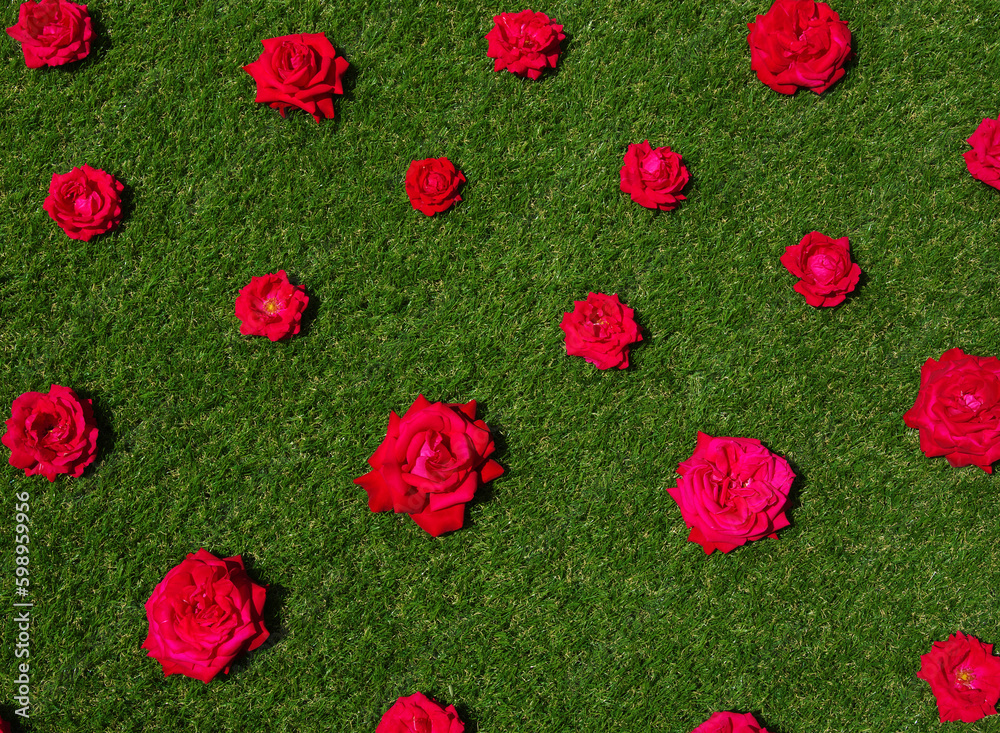 Roses flowers on green grass background.