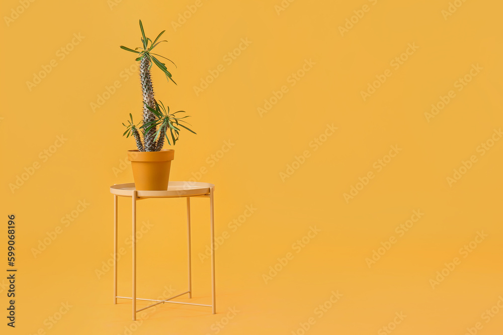 Table with big cactus in pot on yellow background