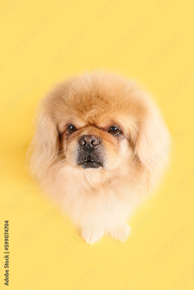 Cute dog on yellow background