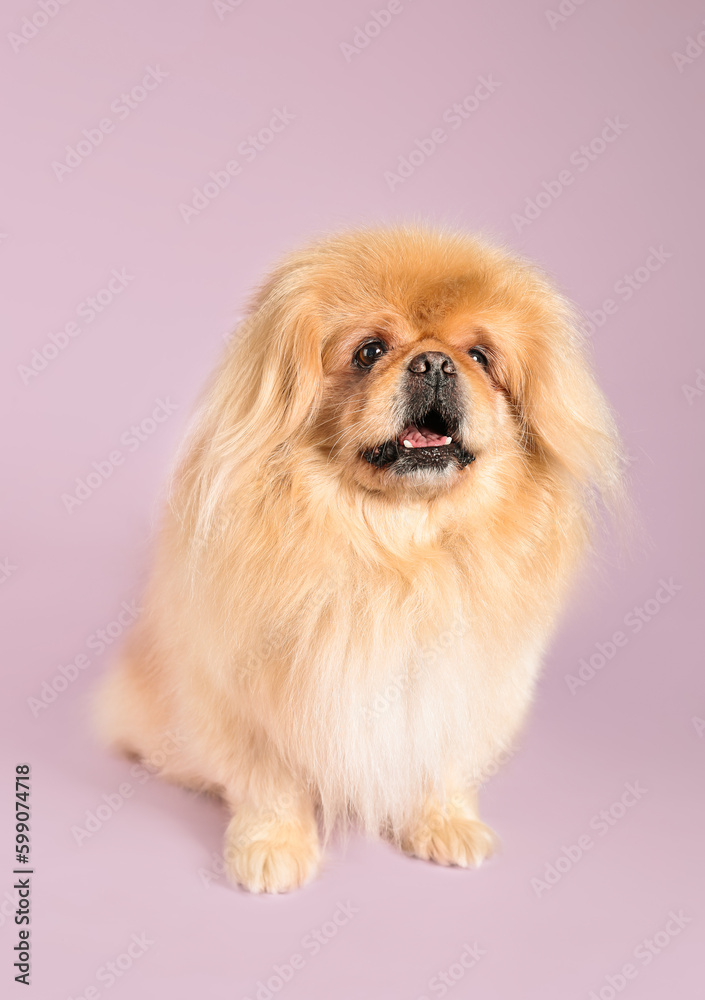 Cute dog on lilac background