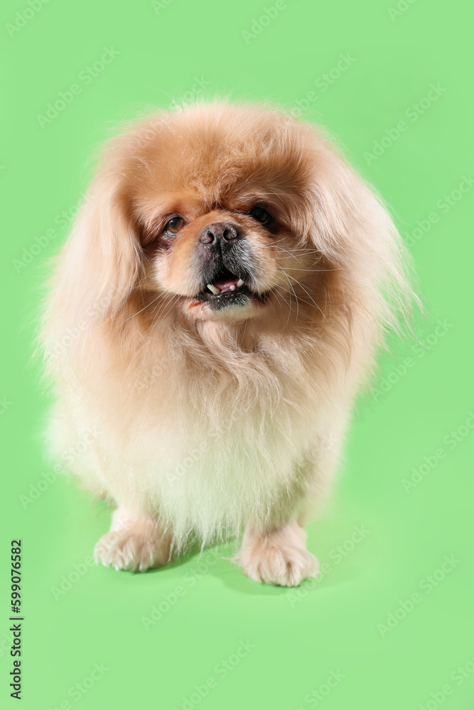 Cute dog on green background