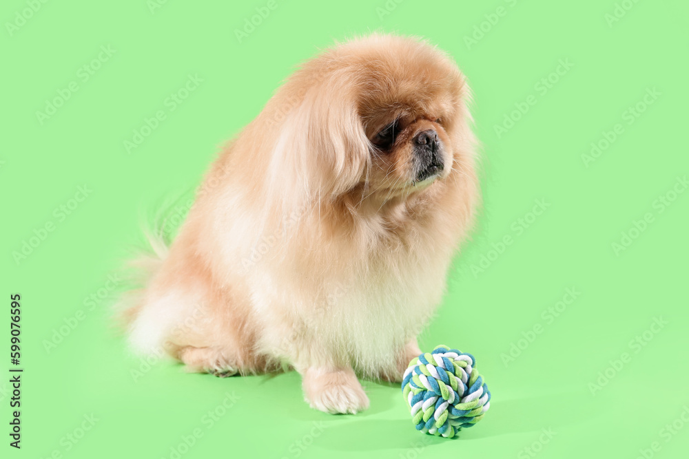 Cute dog with toy on green background