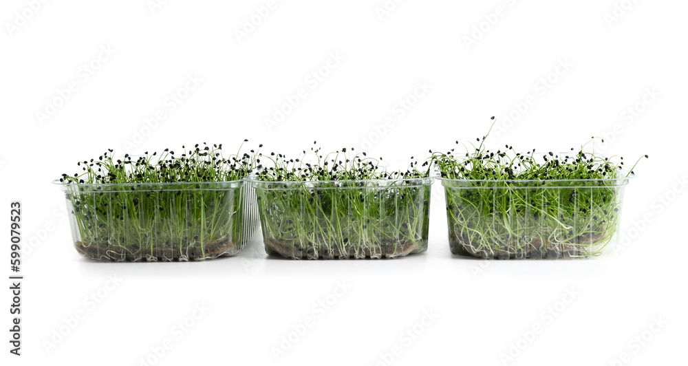 Plastic containers with fresh micro green on white background