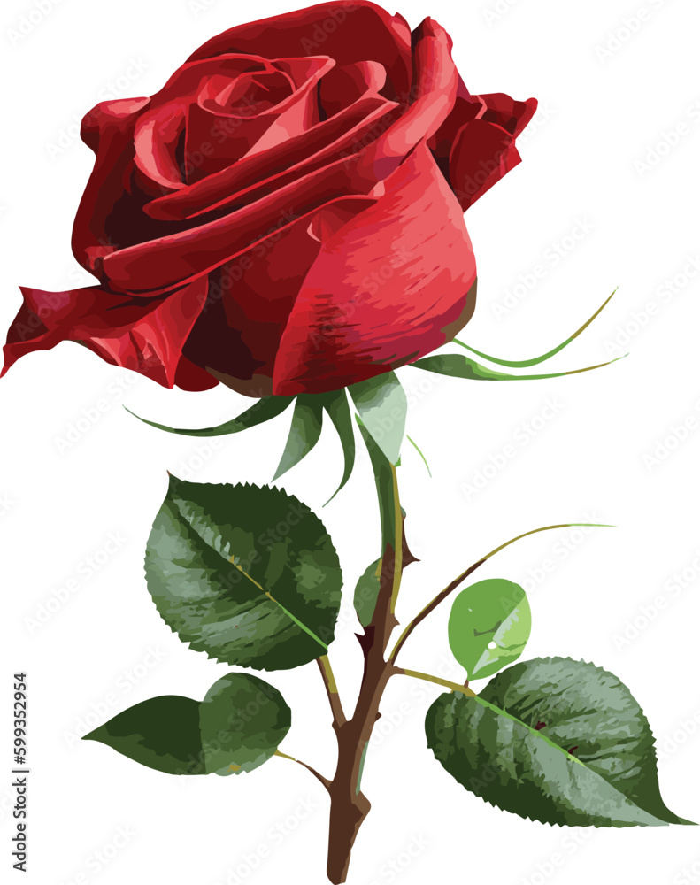 red rose isolated on white