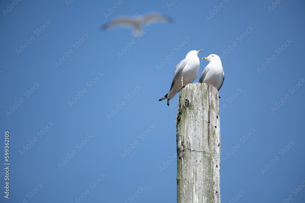 Seagulls on a post