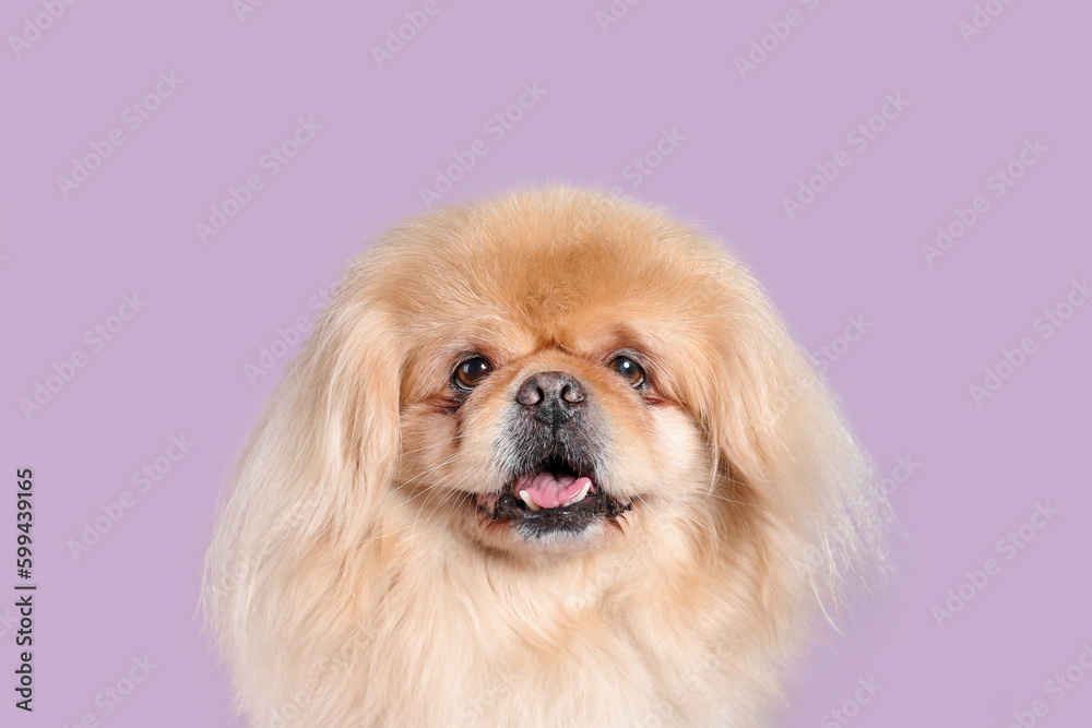 Cute dog on lilac background