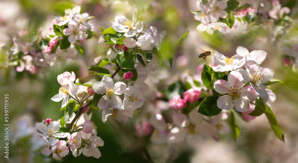 Blossoming apple tree branches and a bee