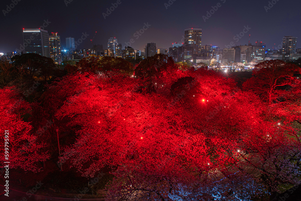 福岡城の天守台から望む夜景と夜桜