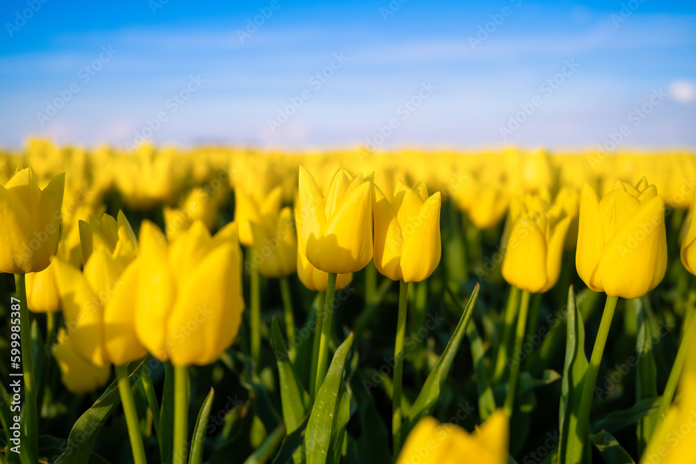 Field with tulips in the Netherlands. Rows on the field. Blooming tulips. season in the Netherlands.