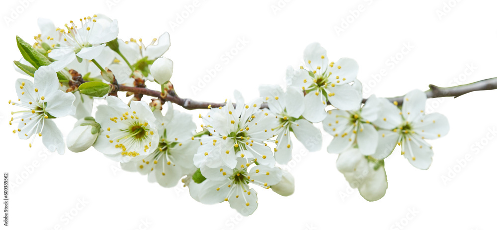 Branch of apple flowers. Spring white blossom flowers isolated