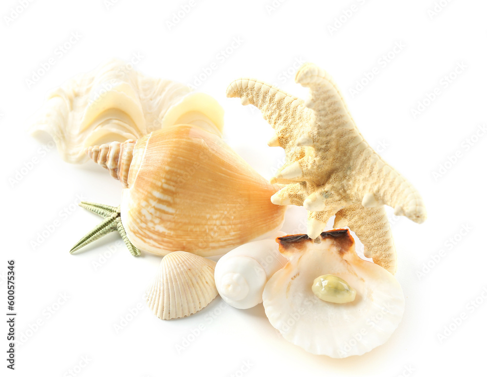 Seashells and starfishes isolated on white background