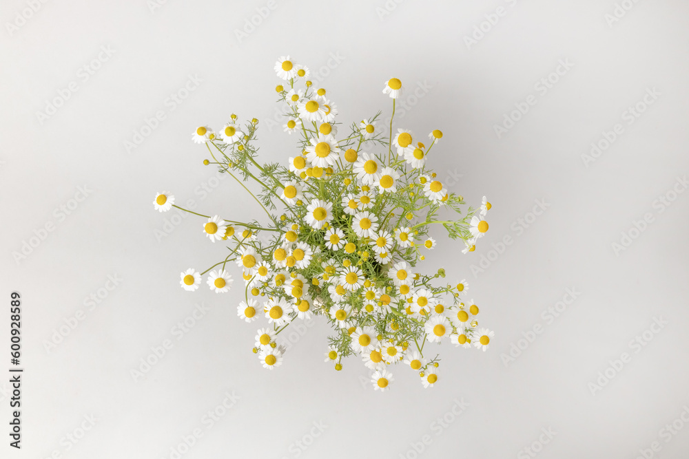 ハーブの仲間　カモミール　Chamomile herbal tea 