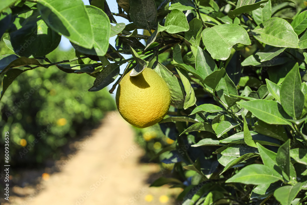 Orange tree with unripe fruit outdoors, closeup