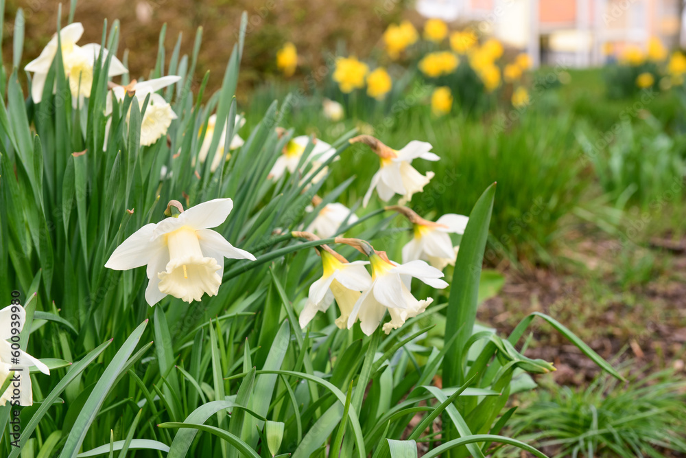 Beautiful daffodil flowers blooming on spring day, closeup