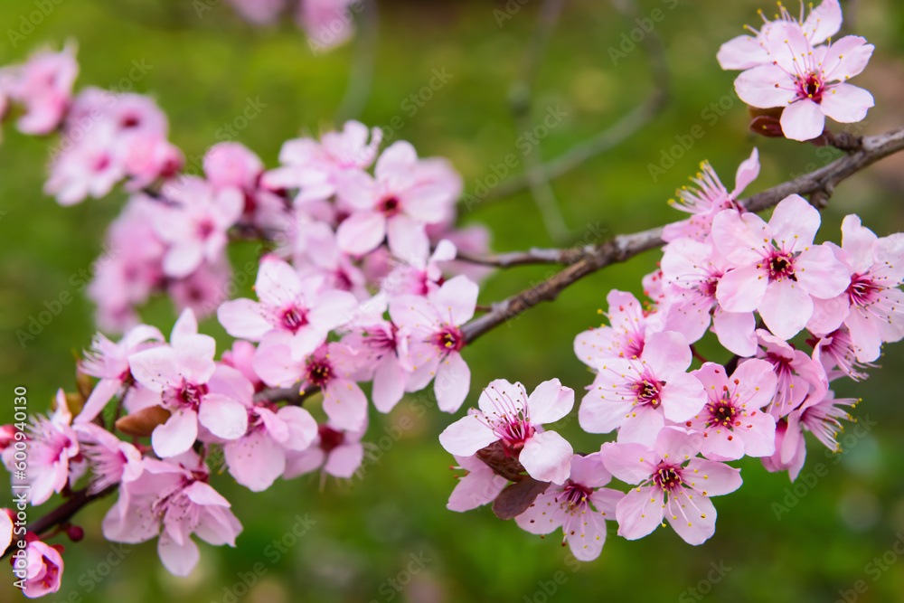 Beautiful blossoming Sakura branches in park, closeup