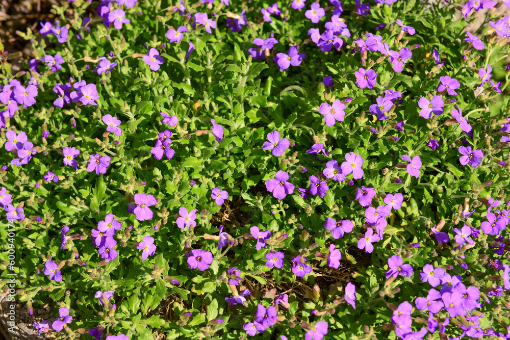 Plant with beautiful purple flowers on spring day, closeup