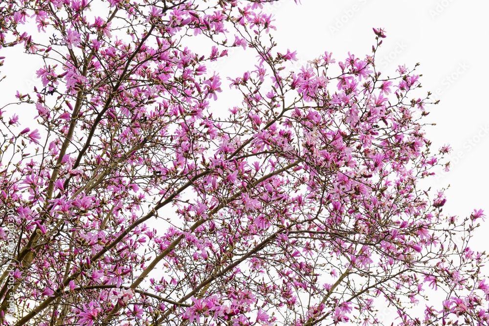 Beautiful blossoming branches against sky background