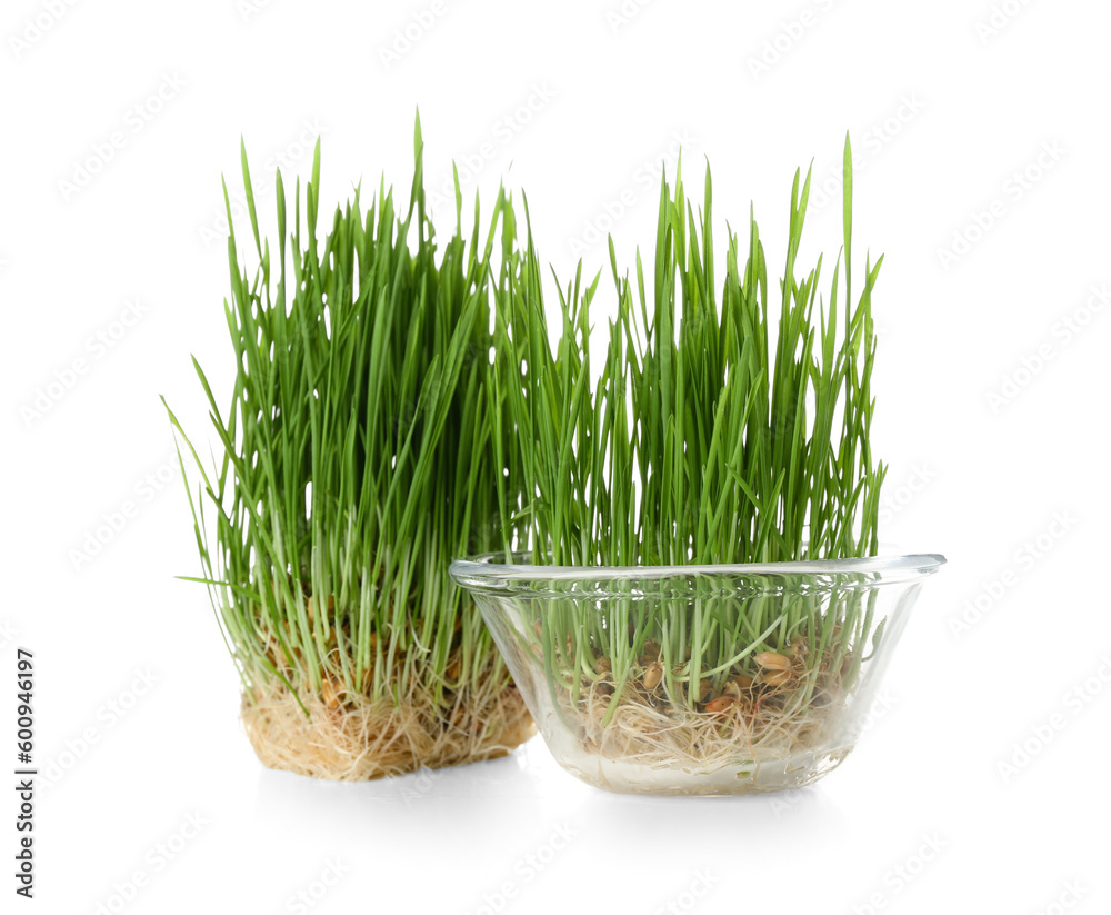 Fresh wheatgrass on white background