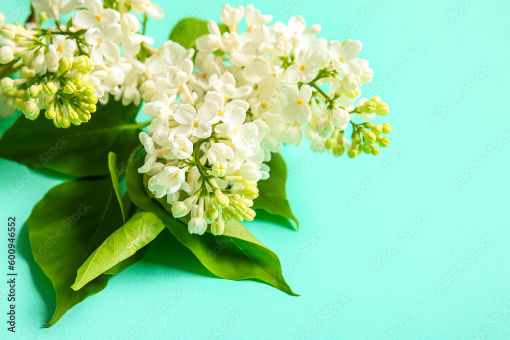 Blooming lilac flowers on turquoise background