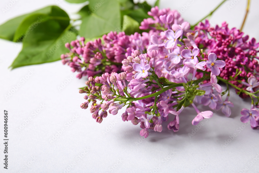 Blooming lilac flowers on grey background