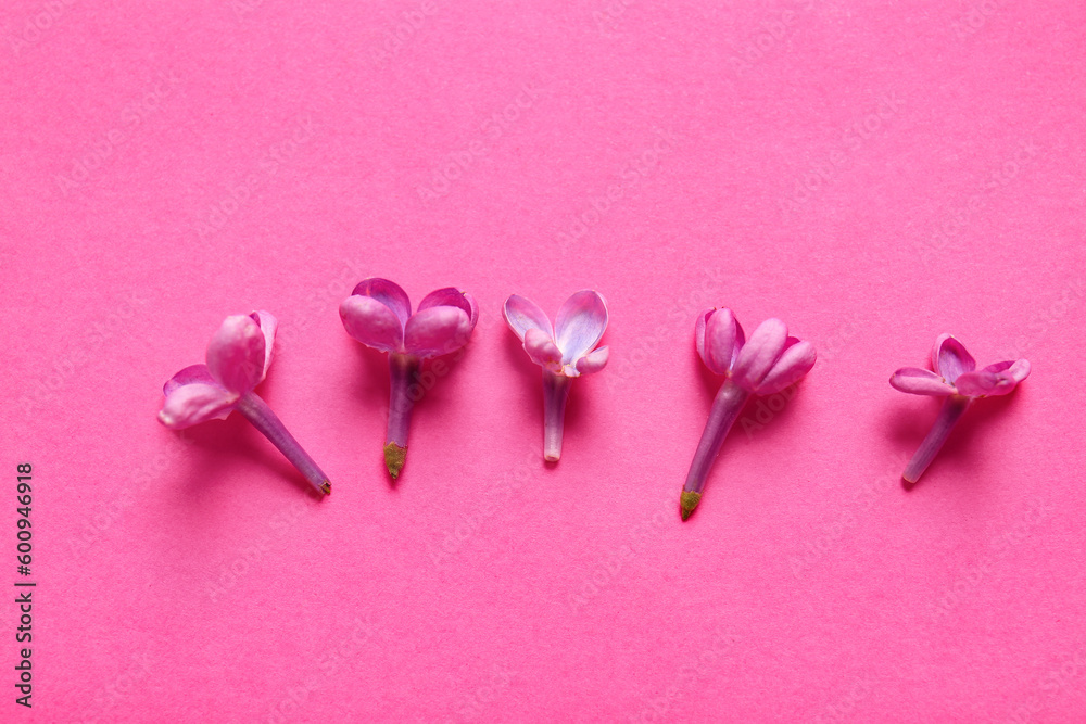 Blooming lilac flowers on pink background