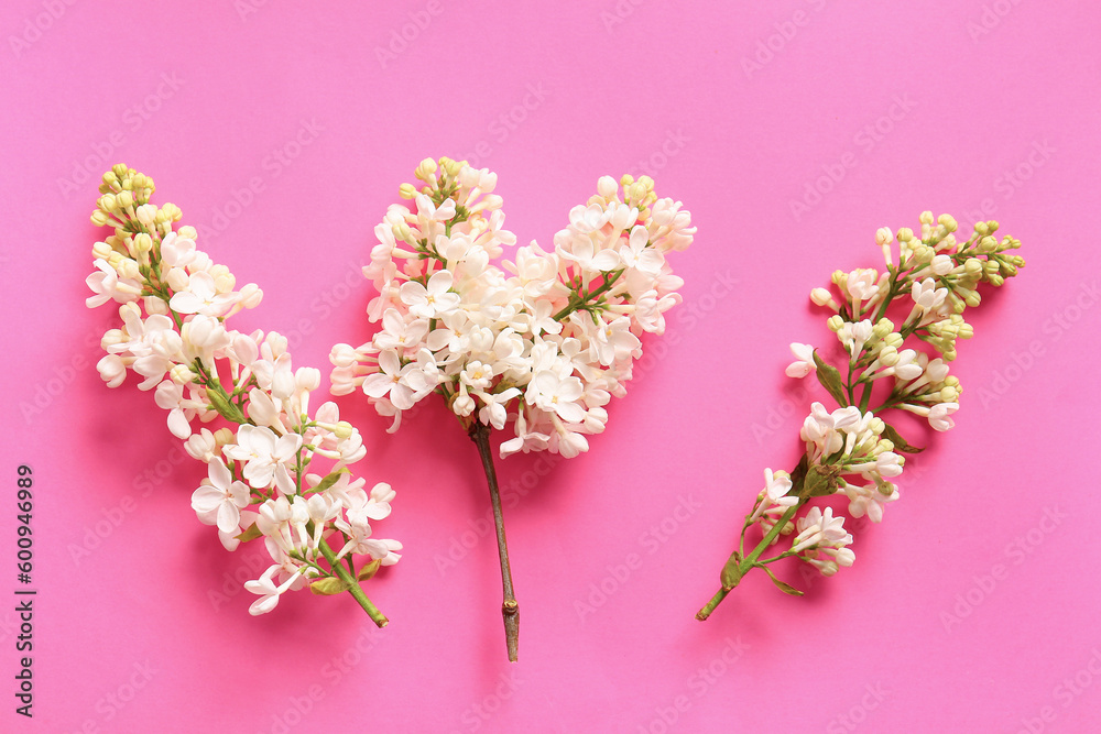 Blooming lilac flowers on pink background