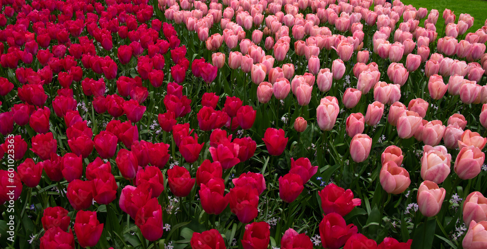 Tulips flower background