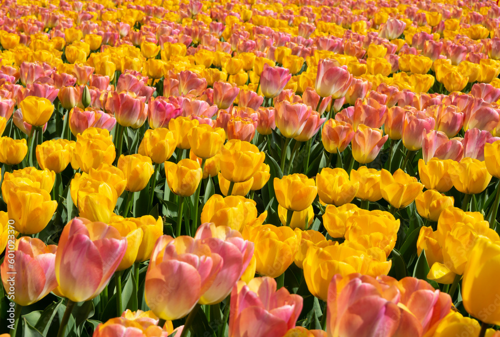 Tulips flower background