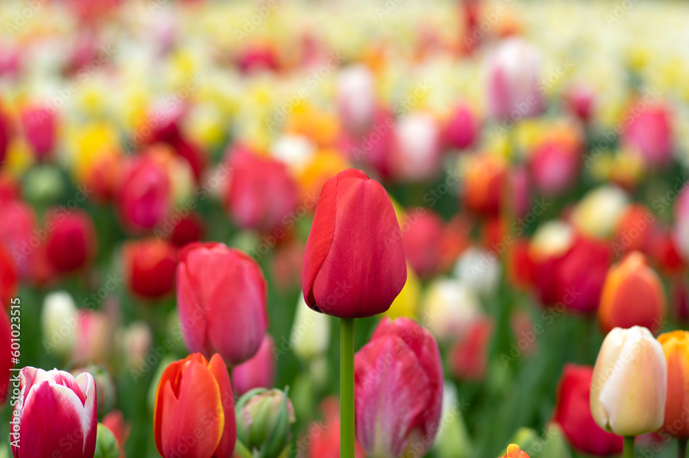 Tulips flower background