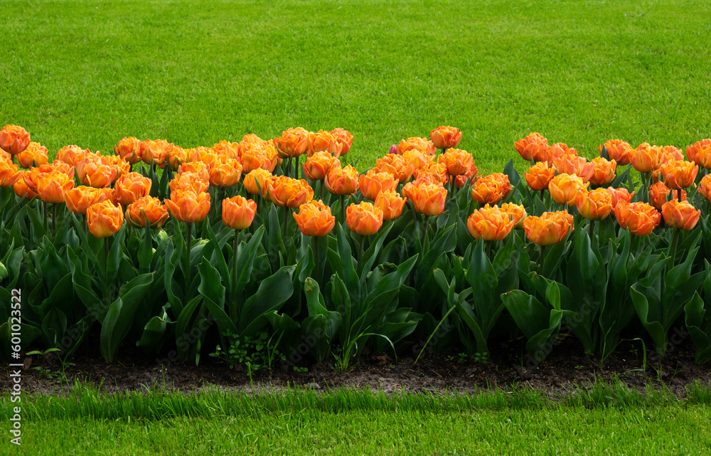 Tulips flower background