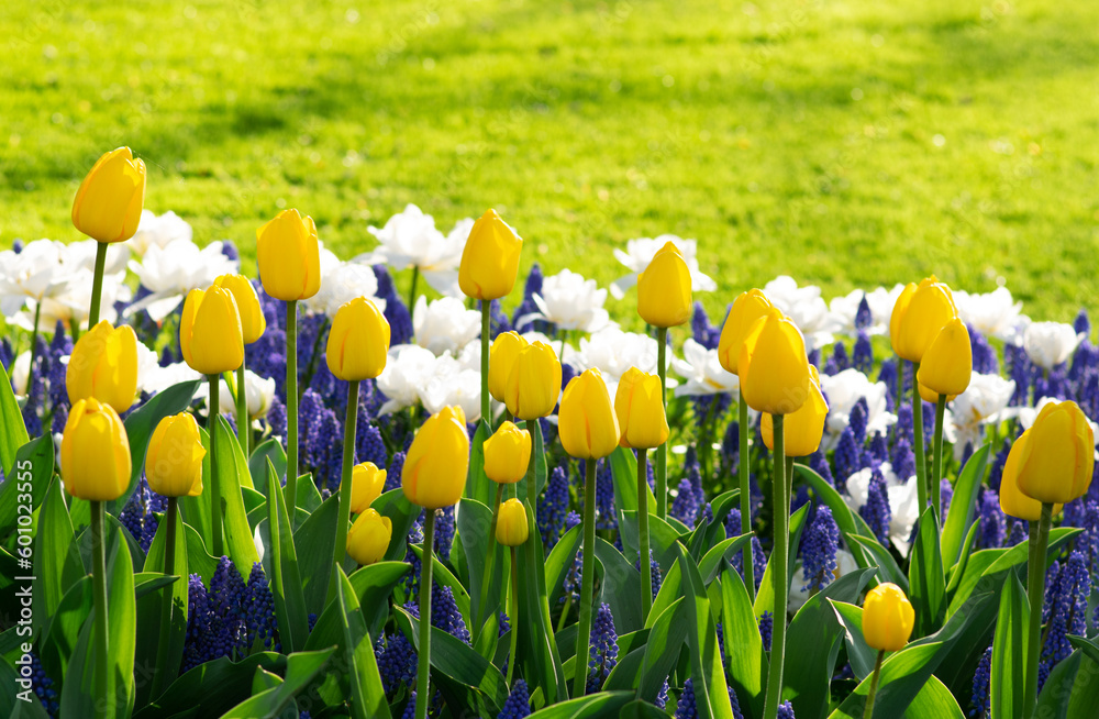 Tulips flower background