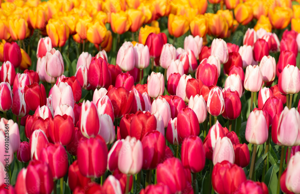 Tulips flower background