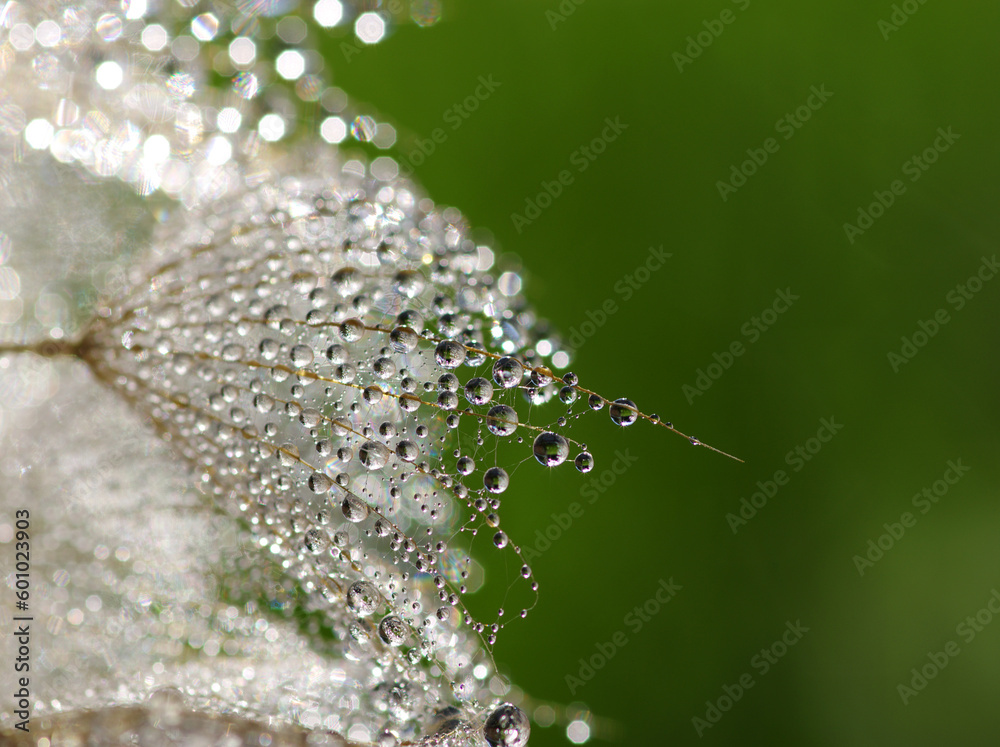 Dandelion flower background in water