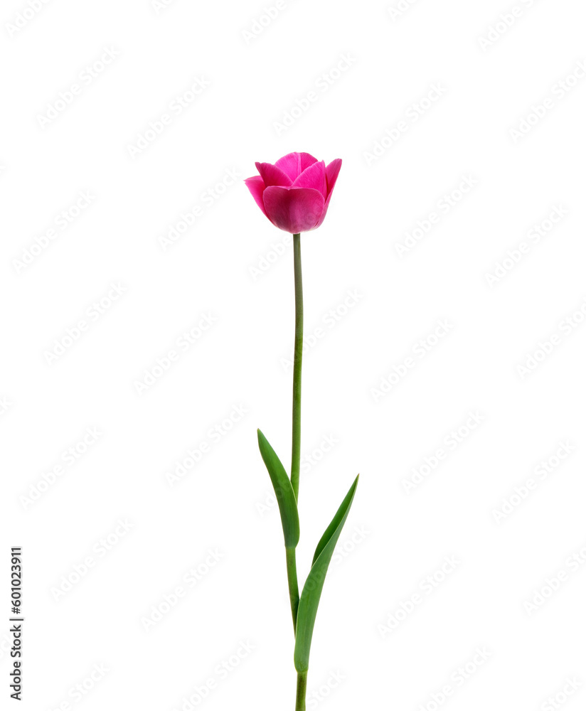 Tulip flower isolated on white