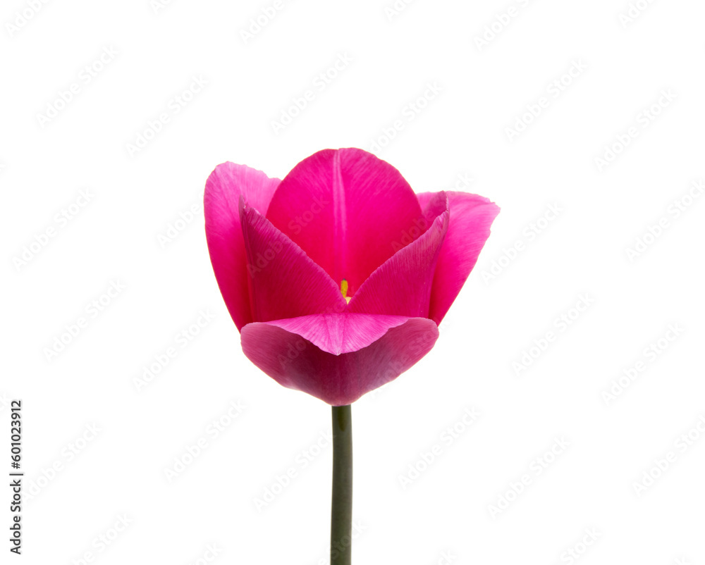 Tulip flower isolated on white