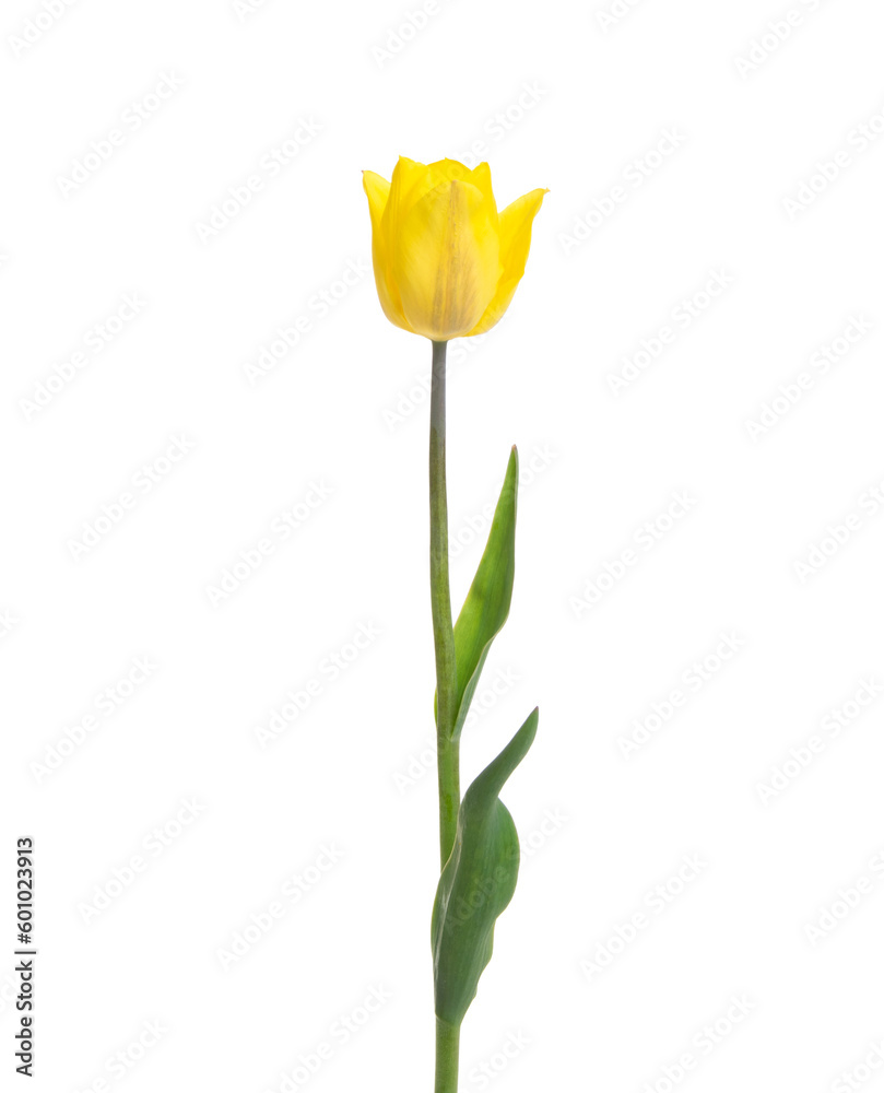 Tulip flower isolated on white