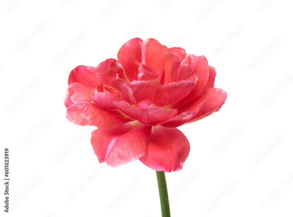 Tulip flower isolated on white