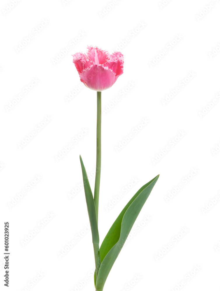 Tulip flower isolated on white