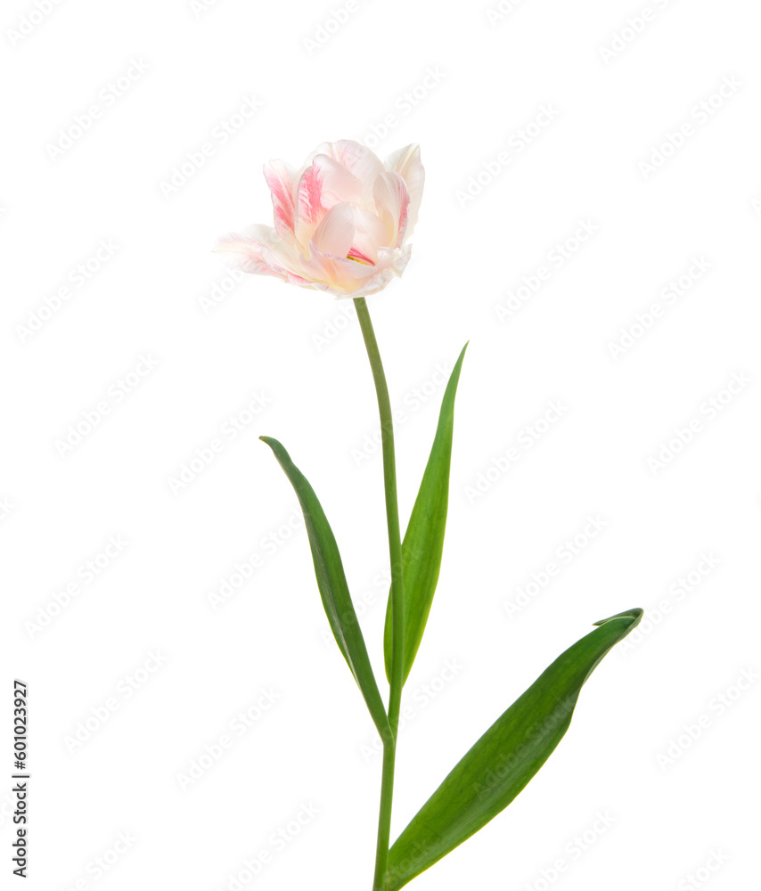 Tulip flower isolated on white